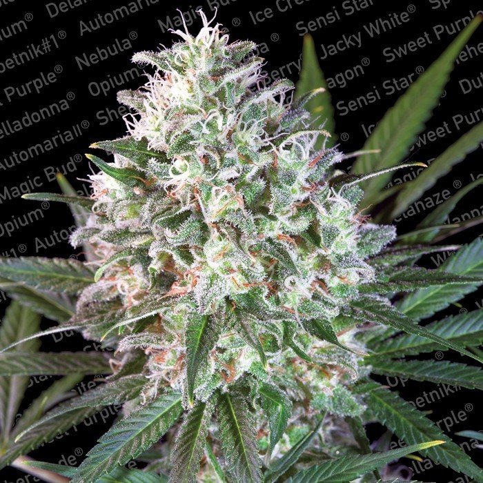 Paradise Seeds - Space Cookies (fem.)