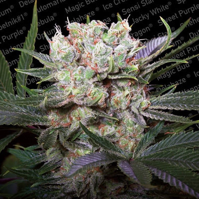 Paradise Seeds - Californian Gold (fem.) 05802