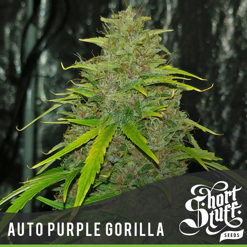 Short Stuff Seeds - Auto Purple Gorilla (auto/fem.)