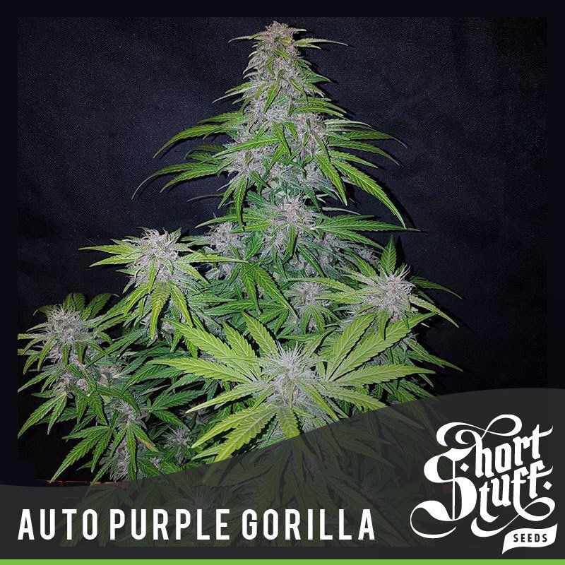 Short Stuff Seeds - Auto Purple Gorilla (auto/fem.)