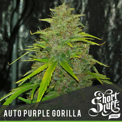 Short Stuff Seeds - Auto Purple Gorilla (auto/fem.) 05803