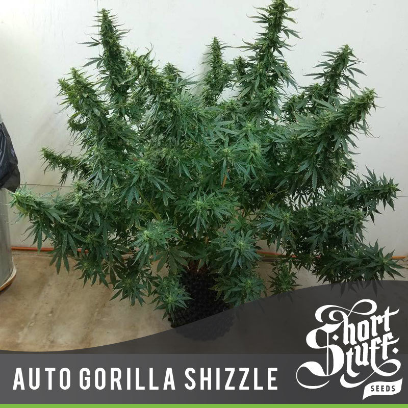 Short Stuff Seeds - Auto Gorilla Shizzle (auto/fem.)