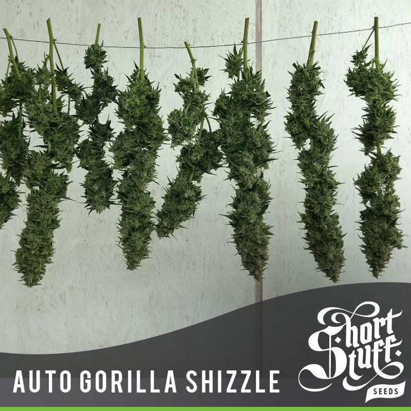 Short Stuff Seeds - Auto Gorilla Shizzle (auto/fem.)