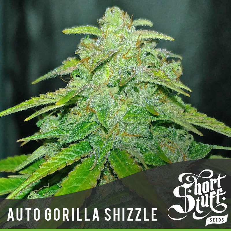 Short Stuff Seeds - Auto Gorilla Shizzle (auto/fem.)
