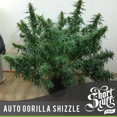 Short Stuff Seeds - Auto Gorilla Shizzle (auto/fem.) 05804