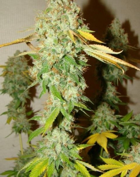 Female Seeds - Chem OG (fem.)