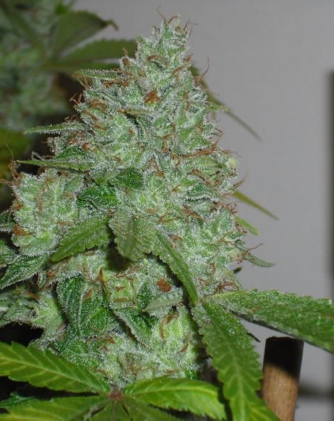 Female Seeds - Chem OG (fem.)
