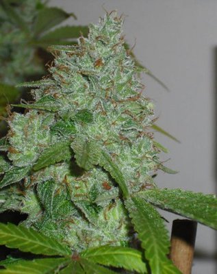 Female Seeds - Chem OG (fem.) 05805