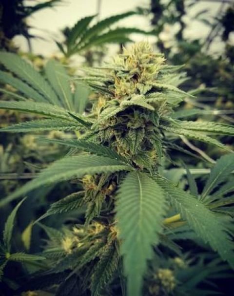 Female Seeds - Critical Sour (fem.) Female Seeds - Critical Sour (fem.)