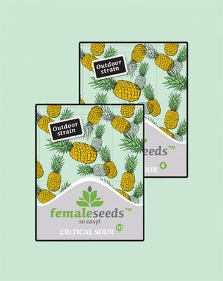 Female Seeds - Critical Sour (fem.) 05806