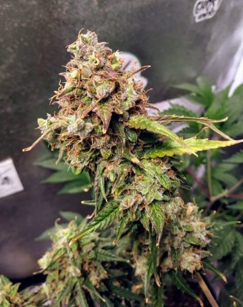 Female Seeds - Auto NL (Northern Lights) (auto/fem.)