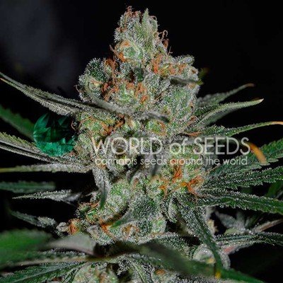 World Of Seeds - Afghan Kush Early Harvest (fem.) 05808