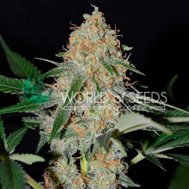 World Of Seeds - Afghan Kush Early Harvest (fem.)