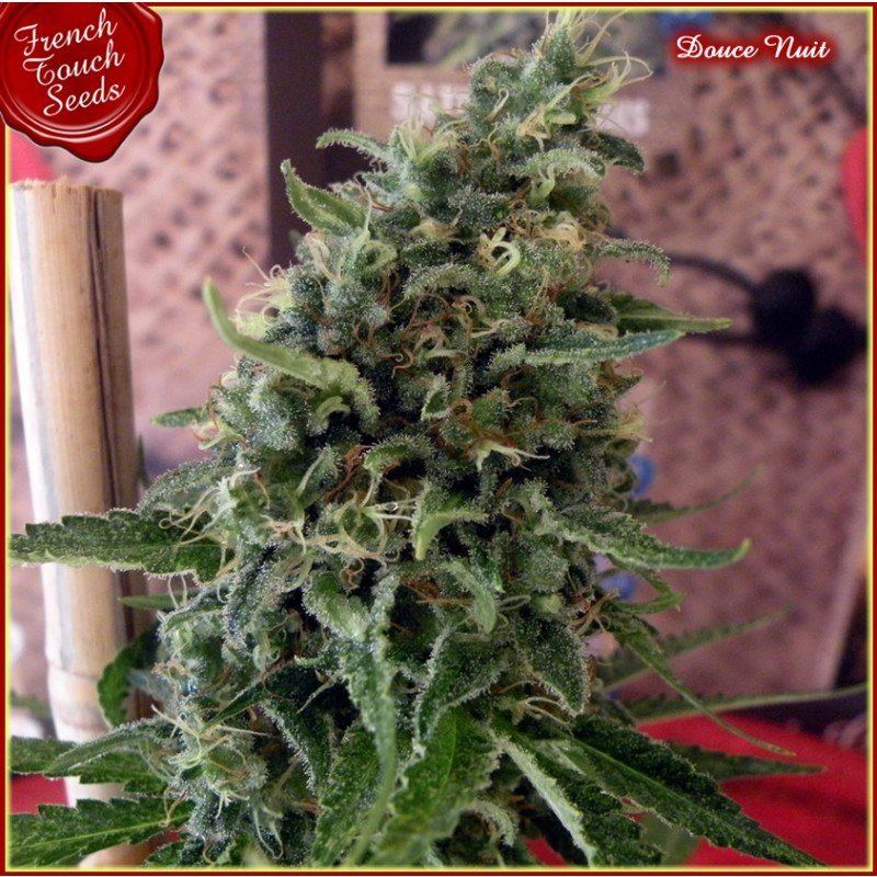 French Touch Seeds - Douce Nuit (fem.)