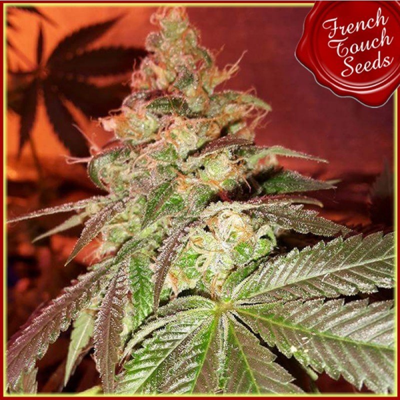 French Touch Seeds - Douce Nuit (fem.)