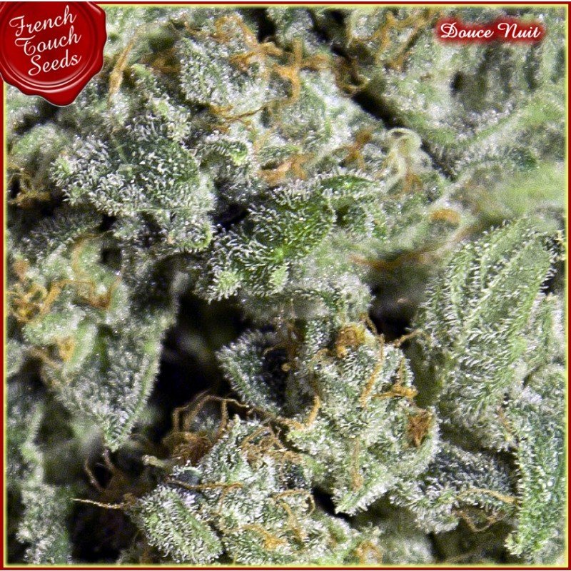 French Touch Seeds - Douce Nuit (fem.)