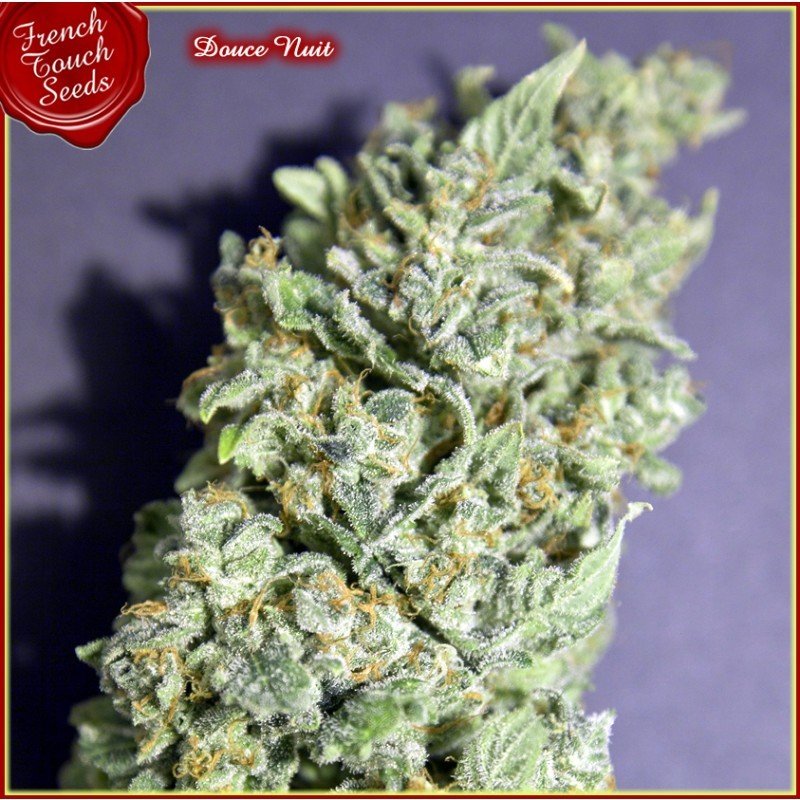 French Touch Seeds - Douce Nuit (fem.)