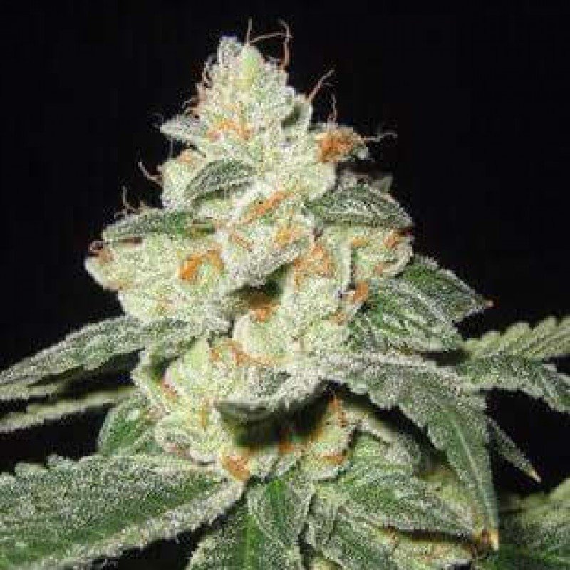 French Touch Seeds - Sativa Des Rois (fem.)