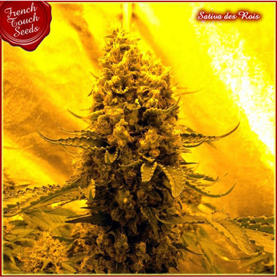 French Touch Seeds - Sativa Des Rois (fem.) 02701