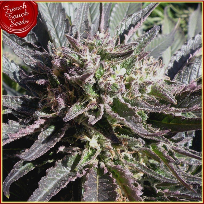 French Touch Seeds - Frencheese (fem.)