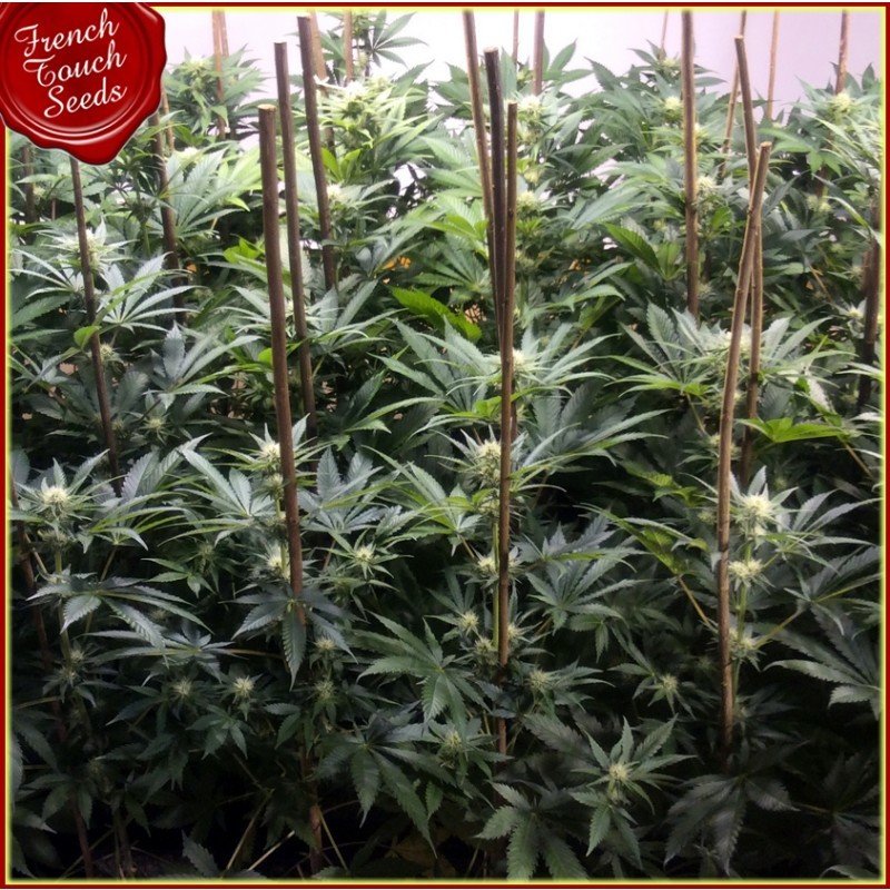 French Touch Seeds - Frencheese (fem.)