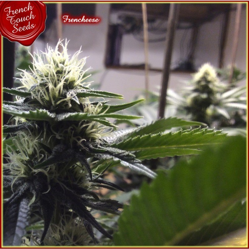 French Touch Seeds - Frencheese (fem.)