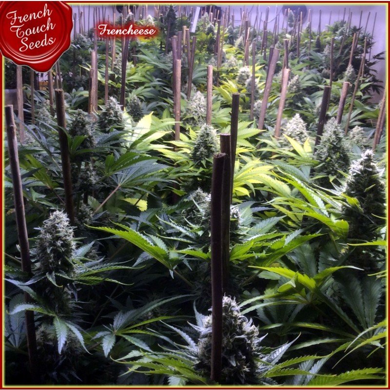 French Touch Seeds - Frencheese (fem.)