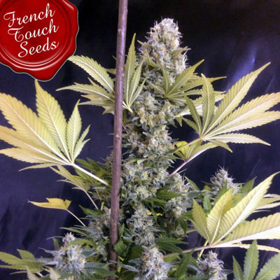 French Touch Seeds - Frencheese (fem.) 02700