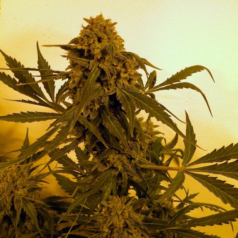 French Touch Seeds - Guillotine Auto (auto/fem.)