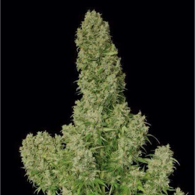 French Touch Seeds - Guillotine Auto (auto/fem.)