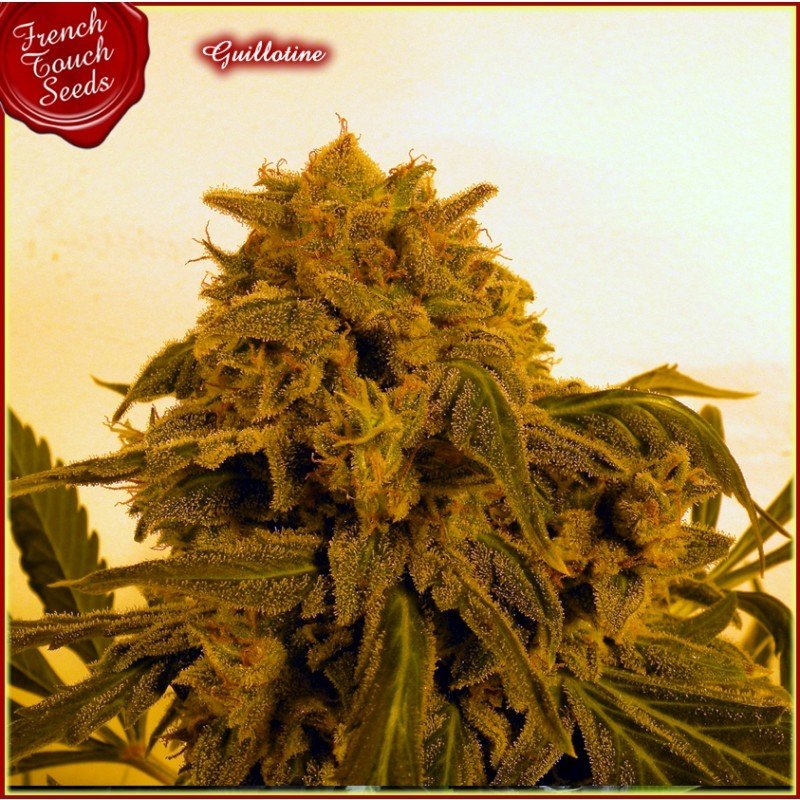 French Touch Seeds - Guillotine Auto (auto/fem.)