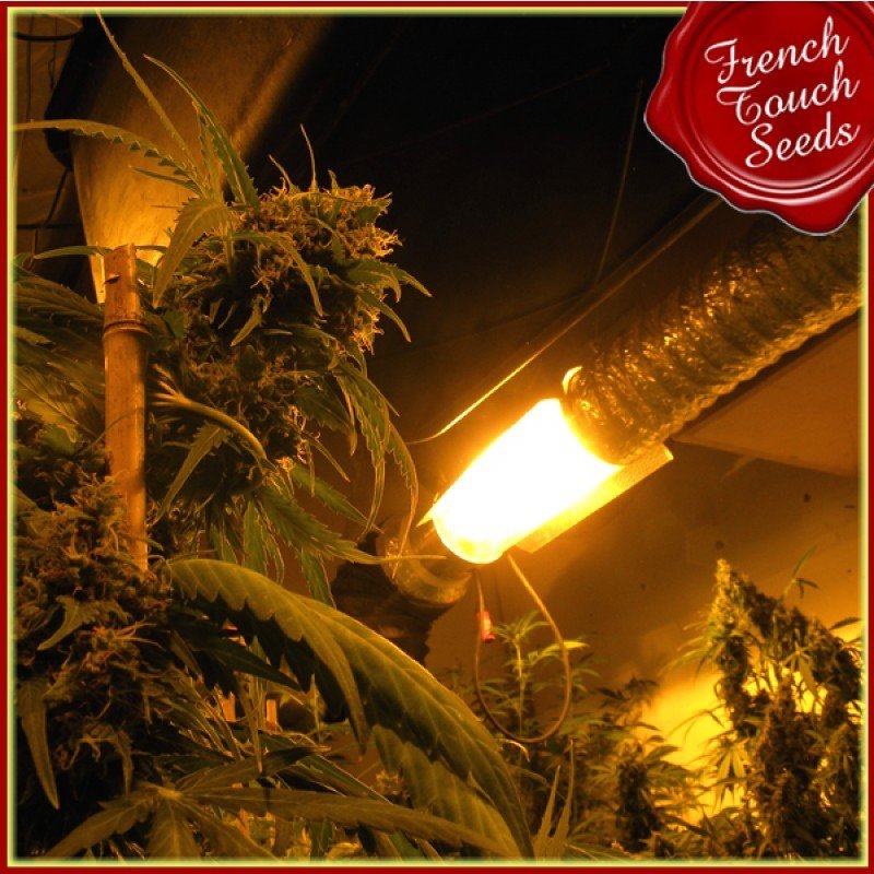 French Touch Seeds - Guillotine Auto (auto/fem.)