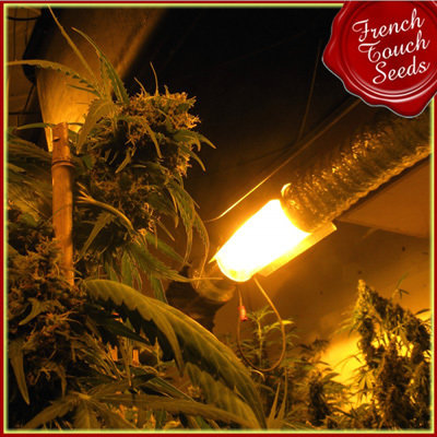 French Touch Seeds - Guillotine Auto (auto/fem.) 02702