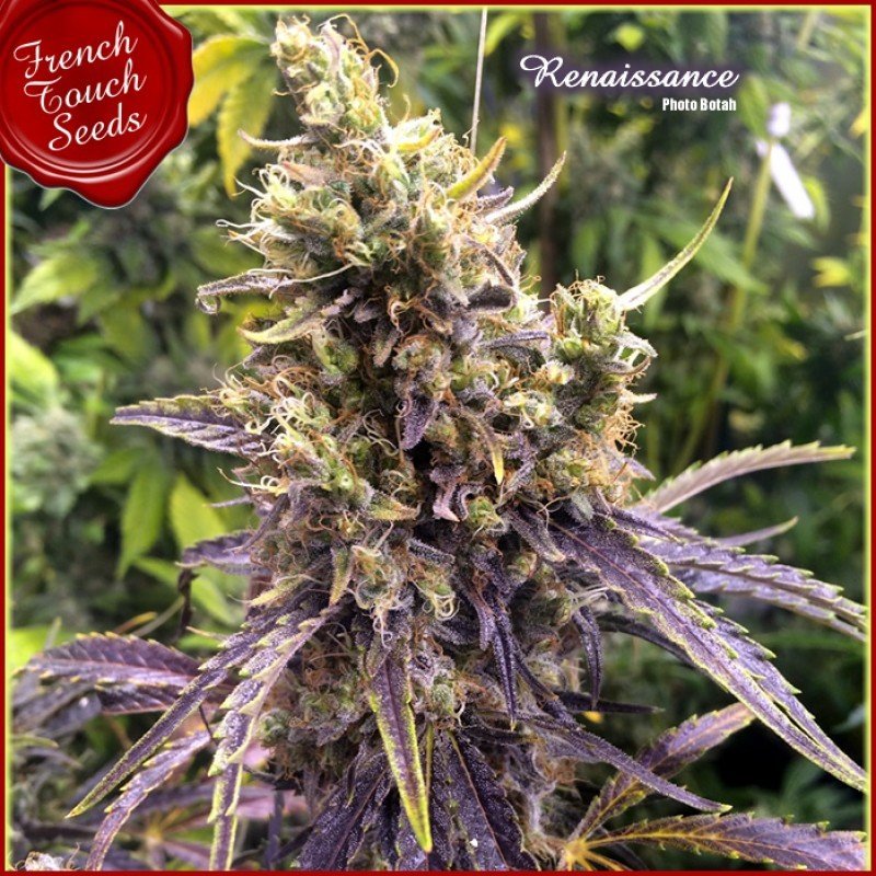 French Touch Seeds - Renaissance (fem.)