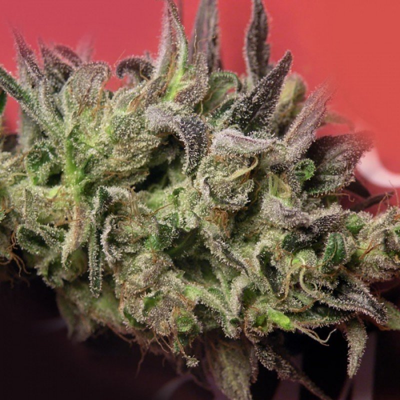 French Touch Seeds - Renaissance (fem.)