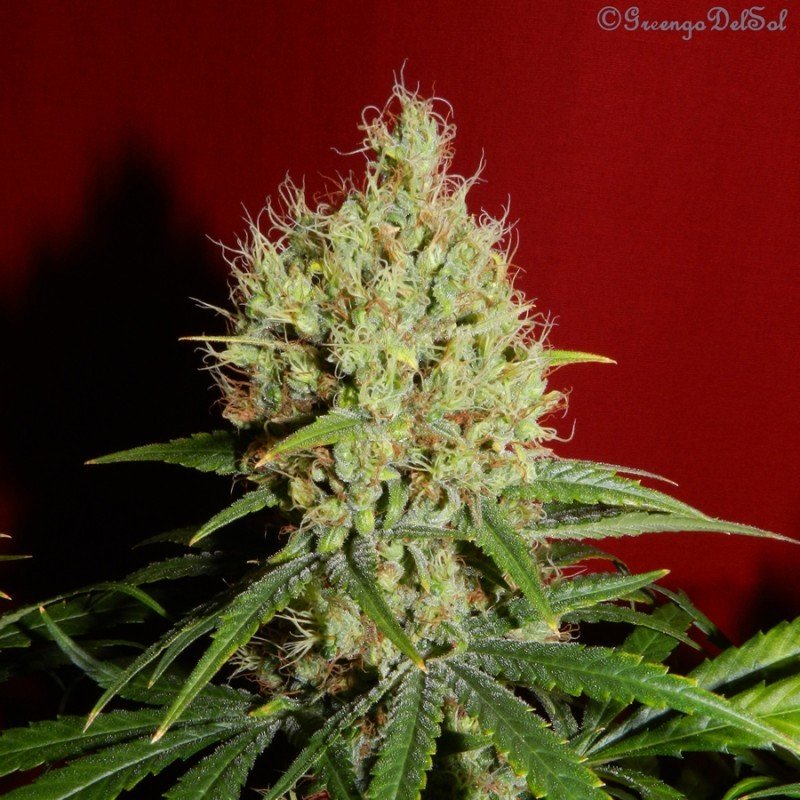 French Touch Seeds - Renaissance (fem.)