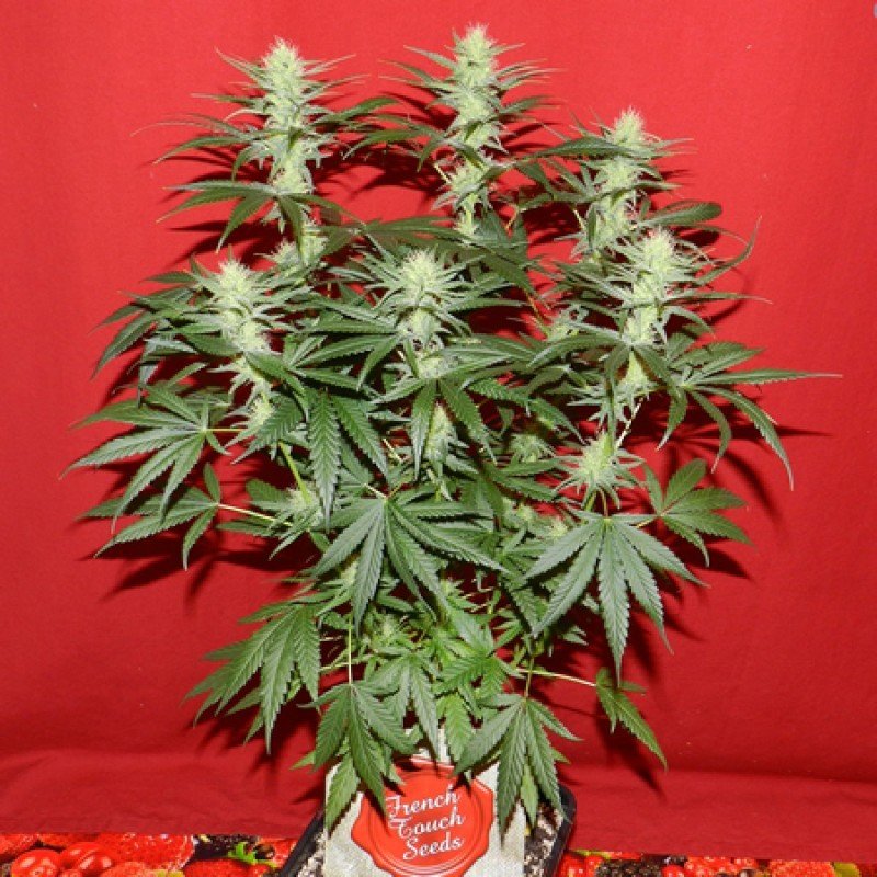 French Touch Seeds - Renaissance (fem.)
