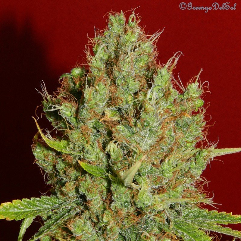 French Touch Seeds - Renaissance (fem.)