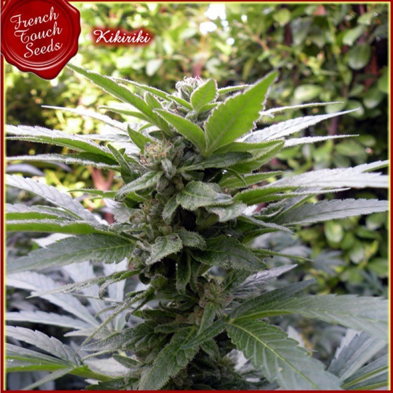 French Touch Seeds - Kikiriki (reg.)