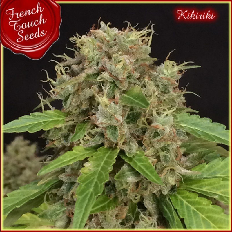 French Touch Seeds - Kikiriki (reg.)