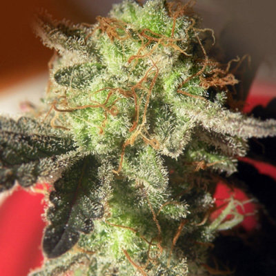 French Touch Seeds - Kikiriki (reg.) 05811