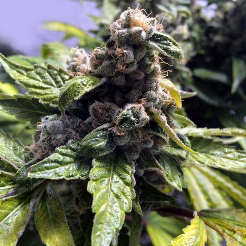 French Touch Seeds - DeeDee (reg.)