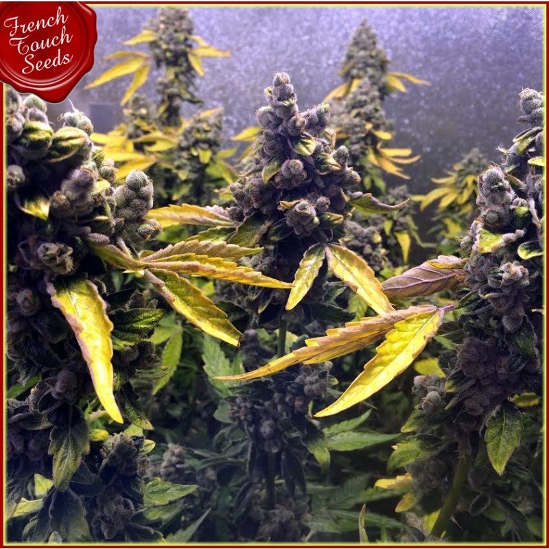 French Touch Seeds - DeeDee (reg.)