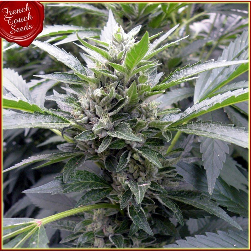French Touch Seeds - DeeDee (reg.)