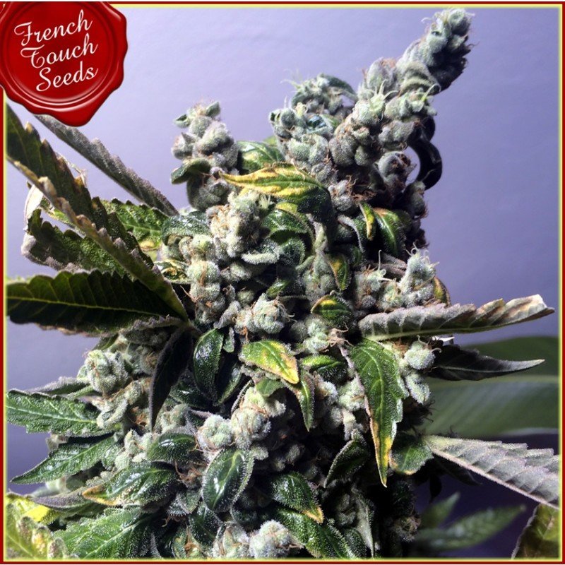 French Touch Seeds - DeeDee (reg.)