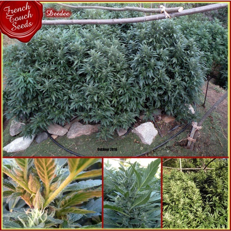 French Touch Seeds - DeeDee (reg.)