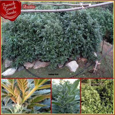 French Touch Seeds - DeeDee (reg.) 05812