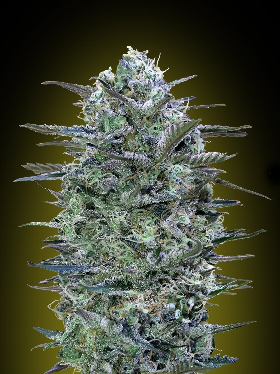 Advanced Seeds - Critical Lemon (fem.)