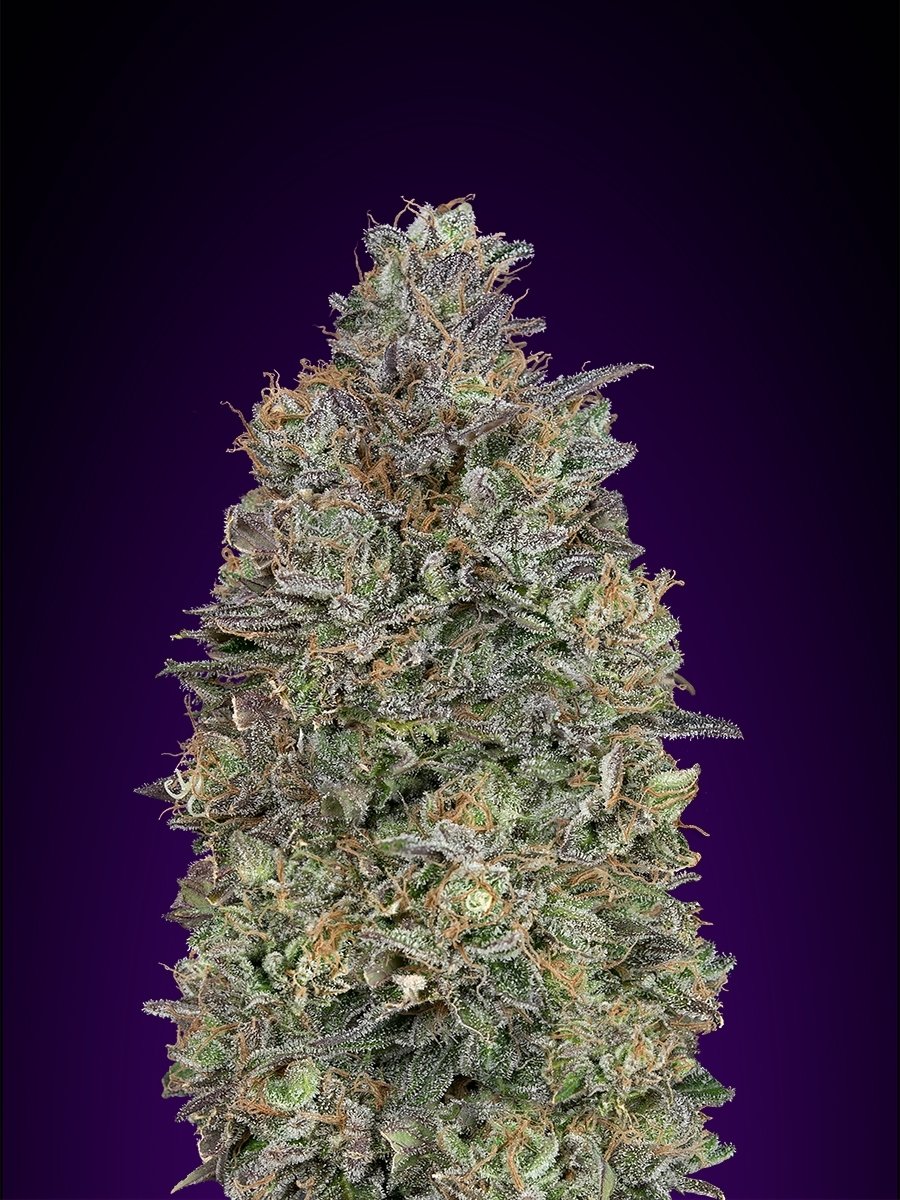 Advanced Seeds - Critical Purple Kush (fem.)