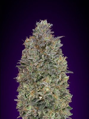 Advanced Seeds - Critical Purple Kush (fem.) 05816